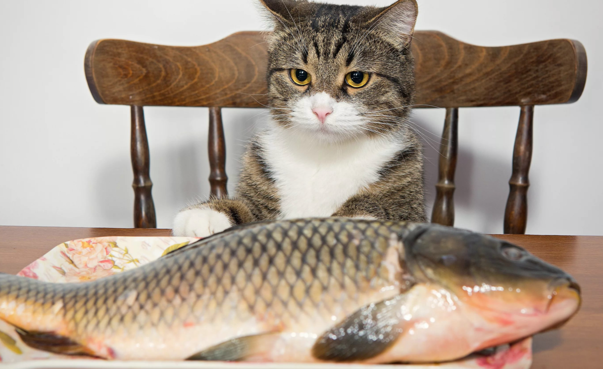 Кот с рыбой
