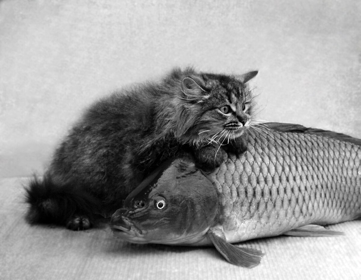 Коты с рыбой