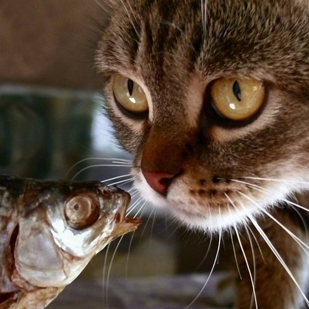 Кошки рыба красиво