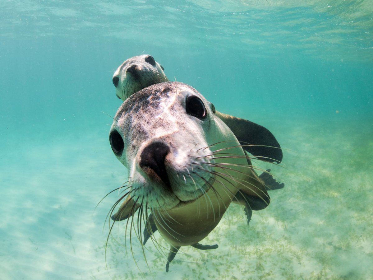 Кот продает рыбу на рынке