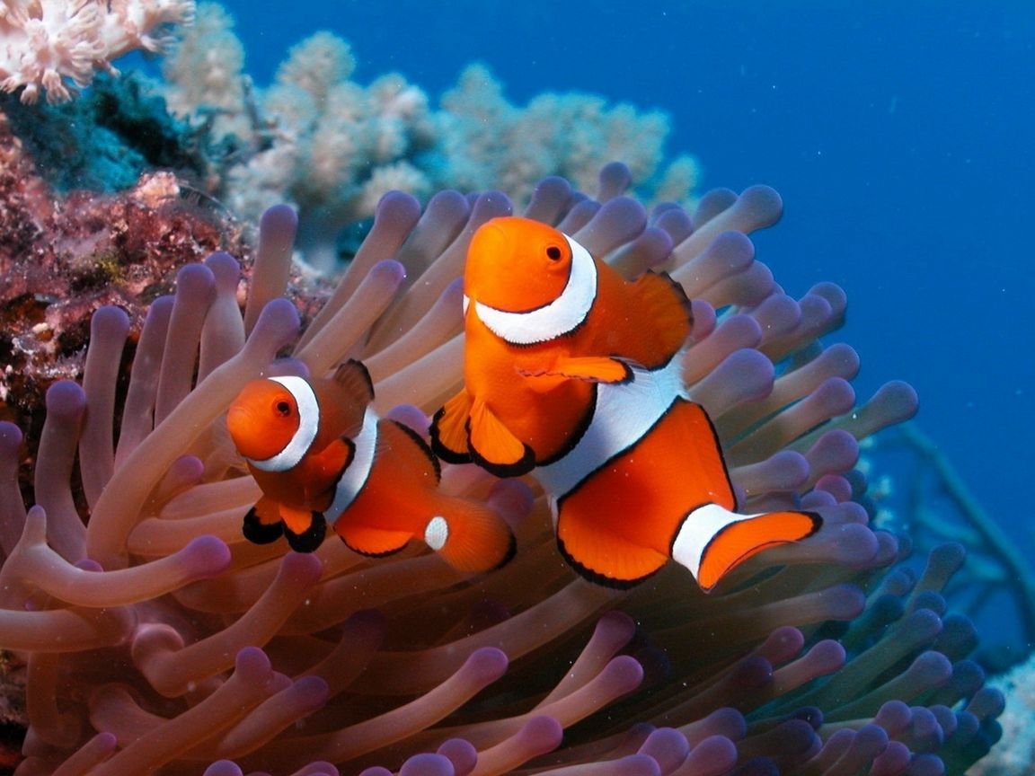 Рыбы в океане