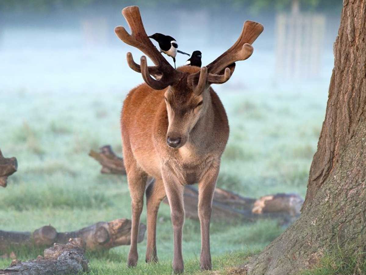 Олень с птицами