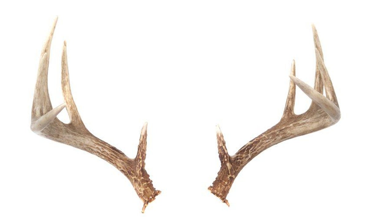 Оленьи рога сбоку
