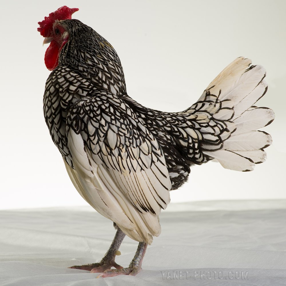 Куры породы Сибрайт