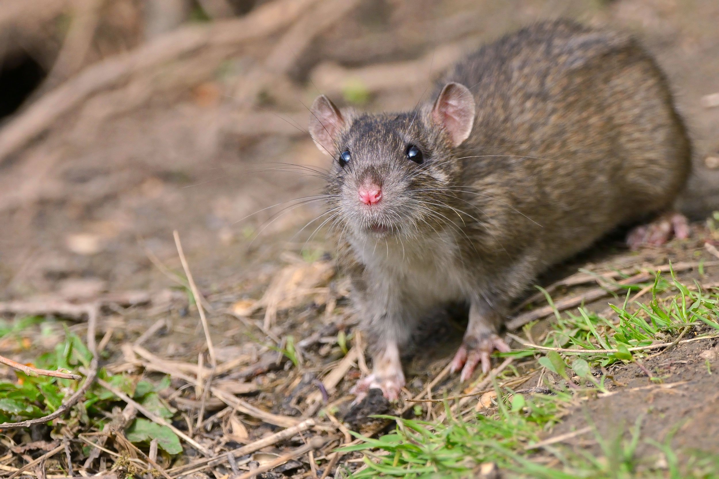 Серая крыса. Серая крыса Сибирская. Rattus norvegicus фото. Серая крыса внешний вид. Серая крыса ночью.