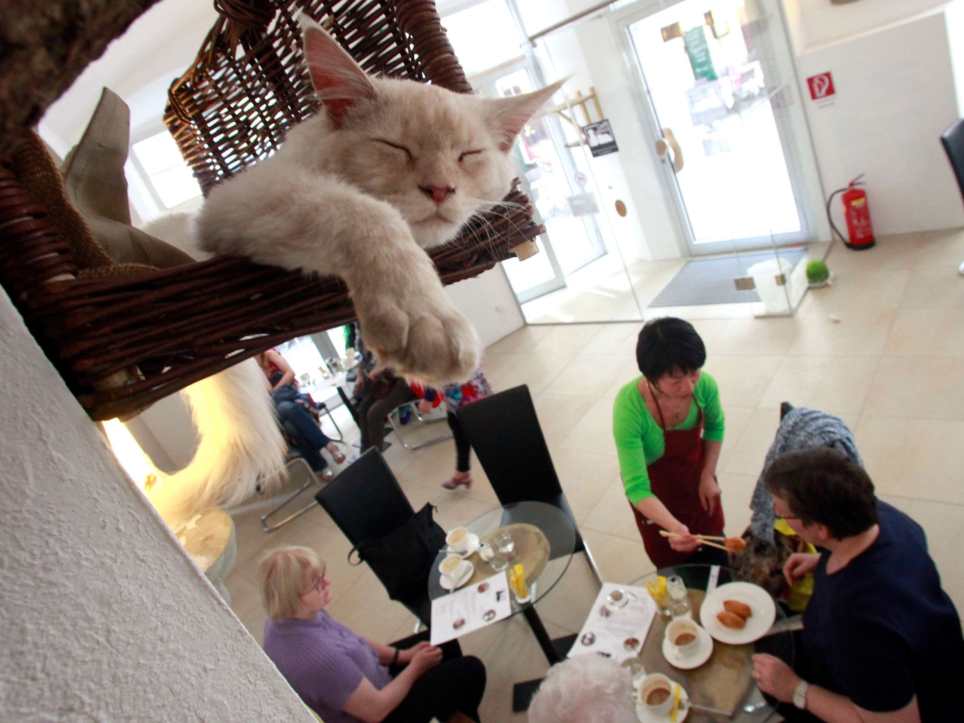 Включи коте ресторан. Кошачье кафе - "Cat Cafe" в Японии. Котики и люди кафе в Москве. Кошачье кафе в Токио. Кафе с котами в Японии.