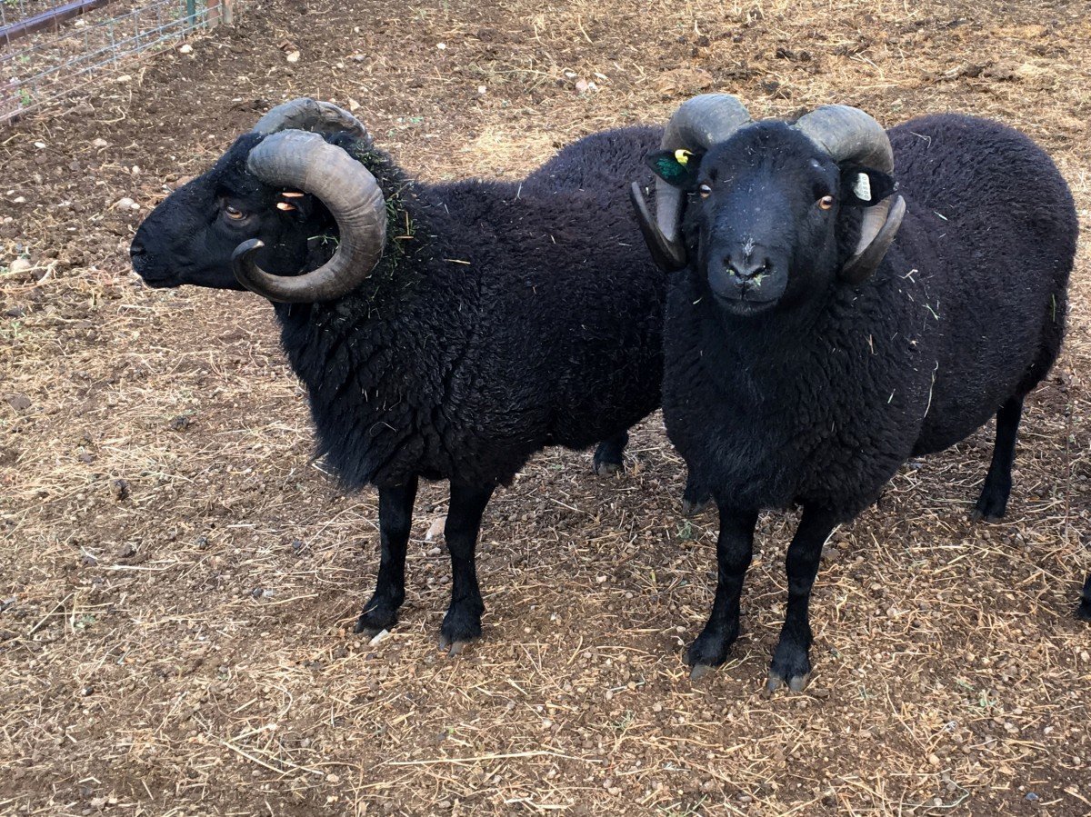 Каракулевая порода овец