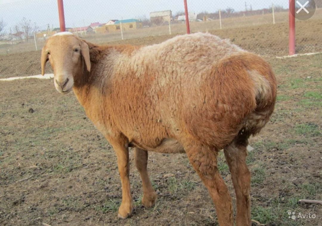 Курдючные породы овец