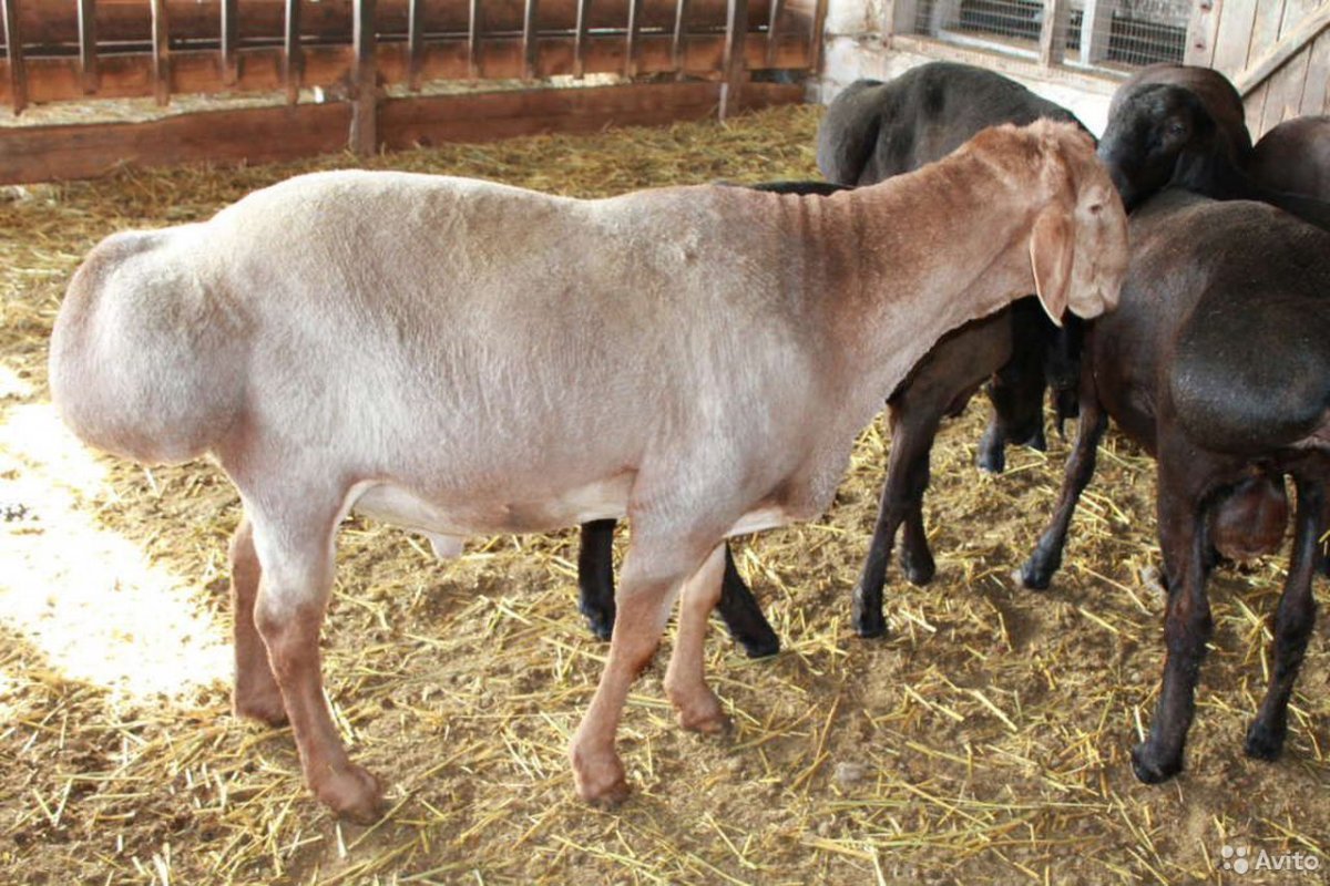 Курдючный баран