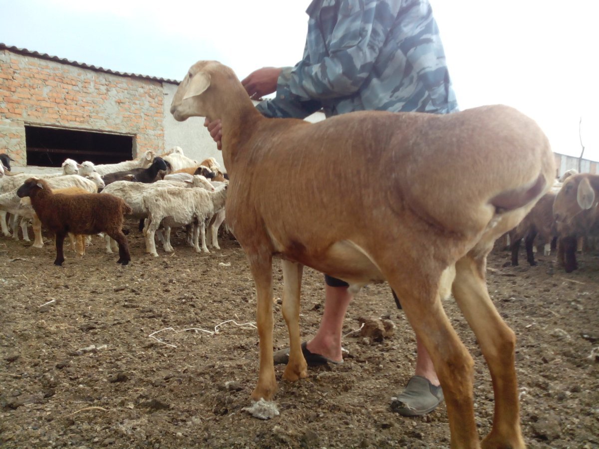 Баран гиссарской породы