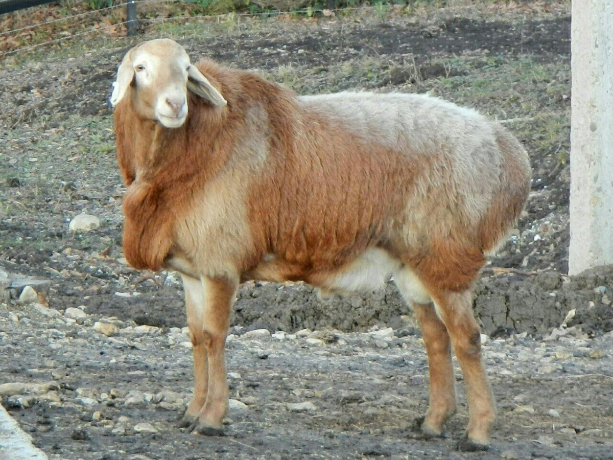 Породы Баранов курдючные