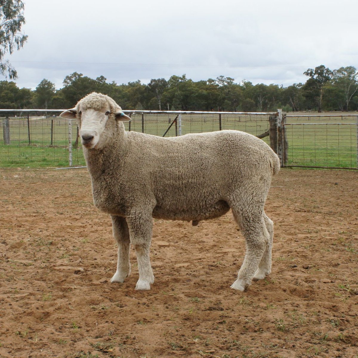 Цигайская порода овец