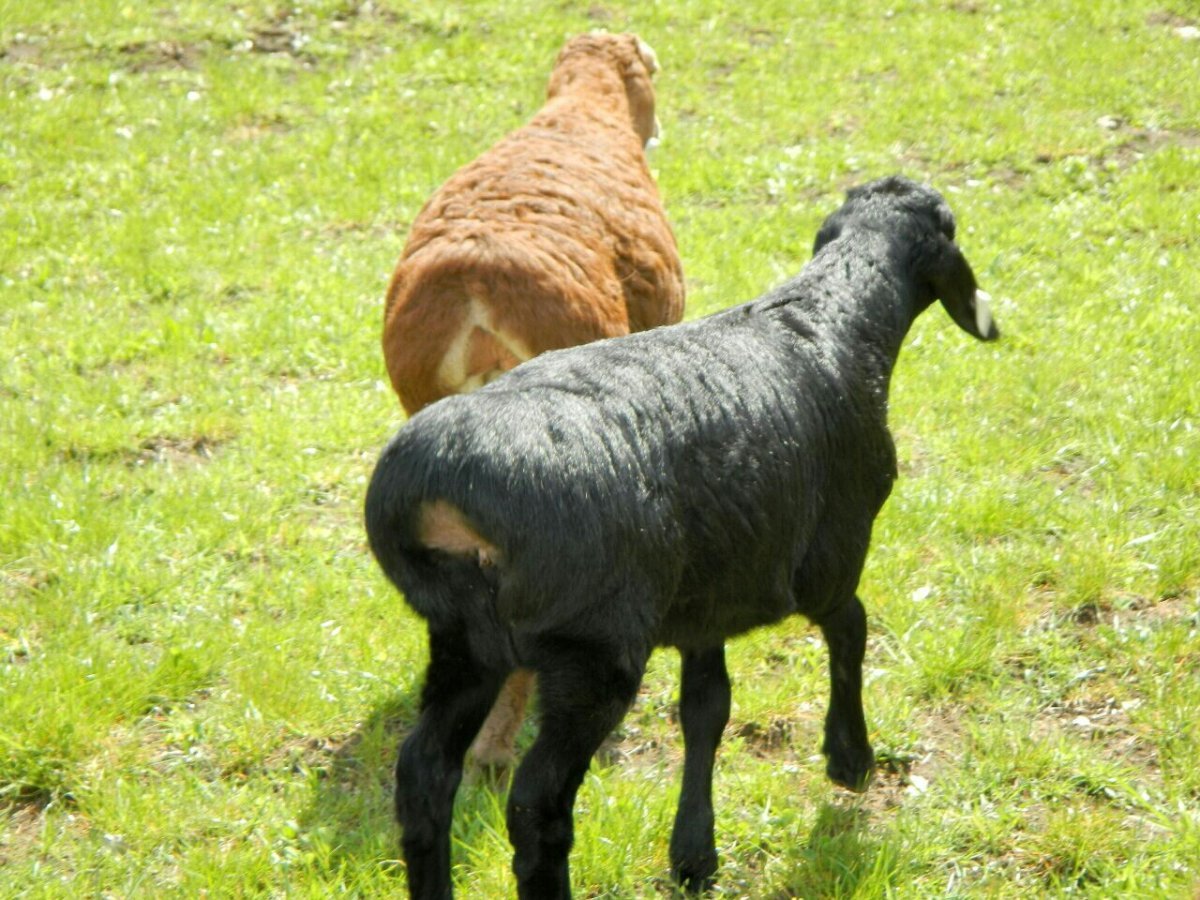 Гиссарский курдючный баран