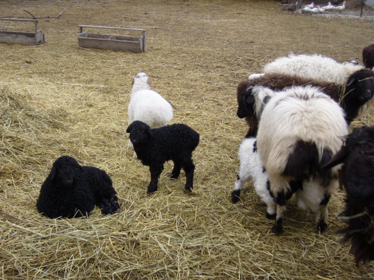 Баран овца ягненок