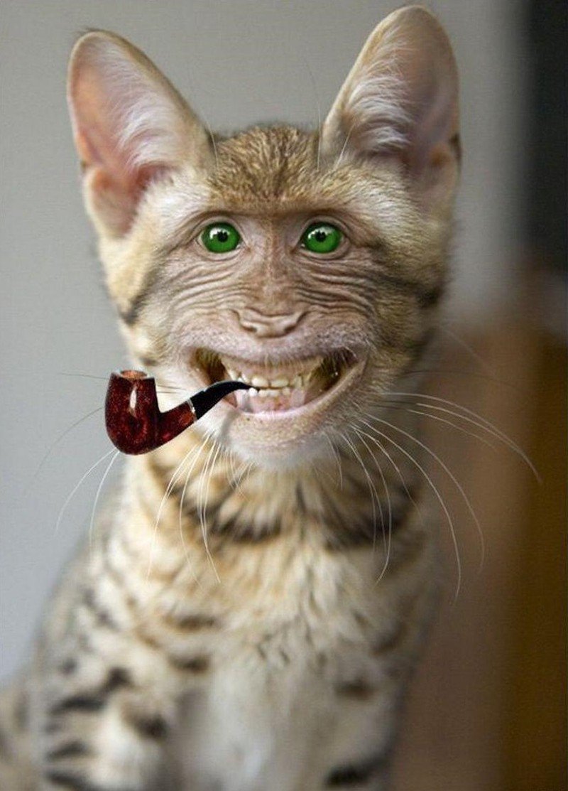 Смешная морда кота