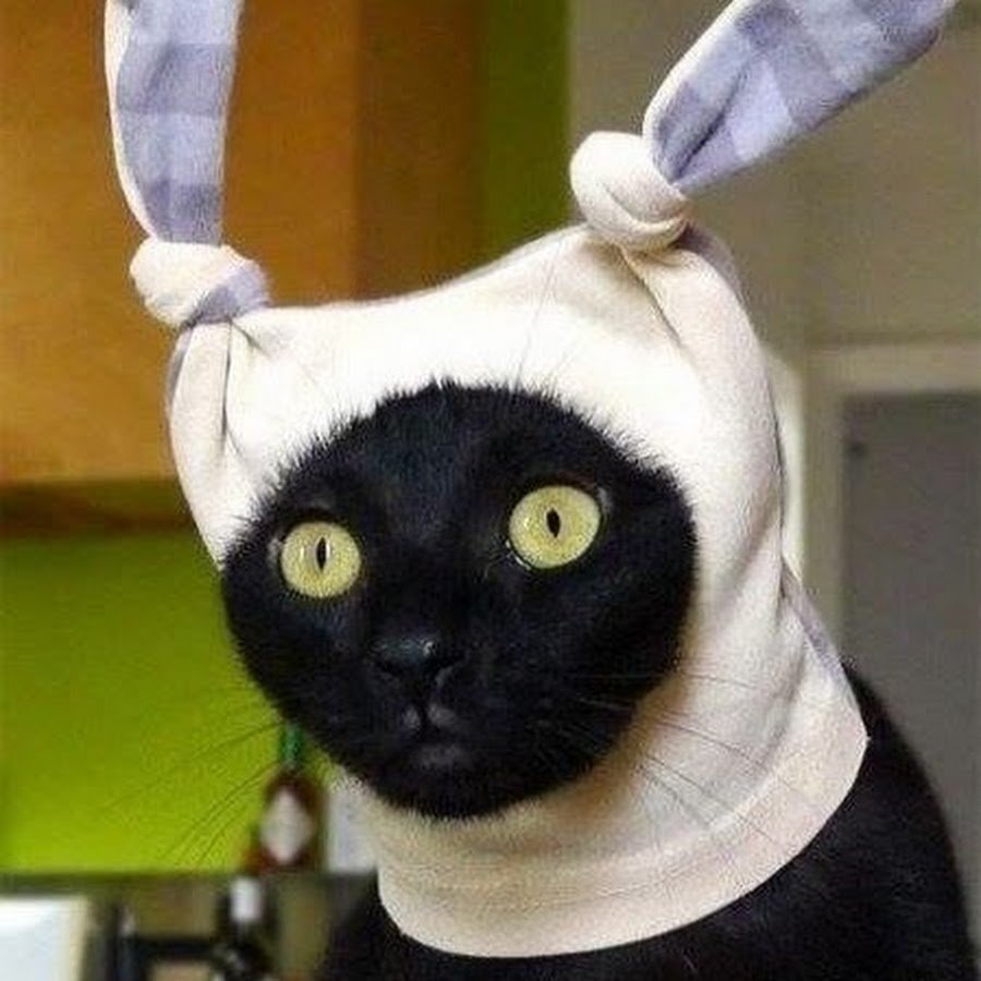 Удивленный кот