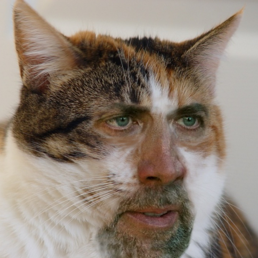 Косоглазый кот