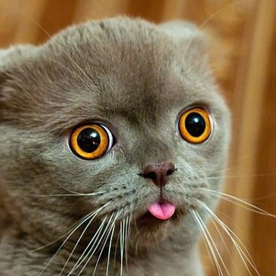 Котик с языком