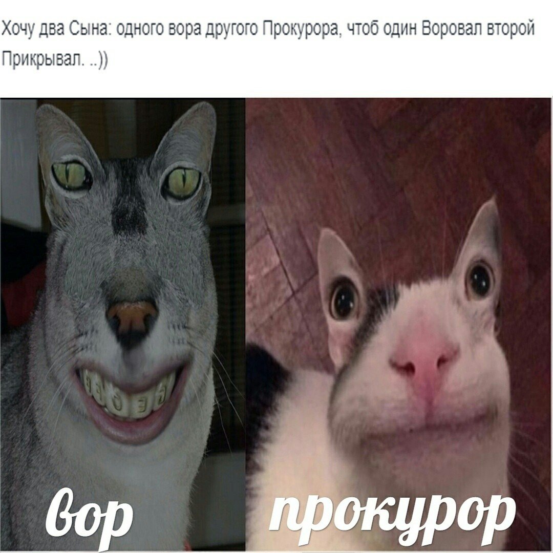 Упоротый белый кот