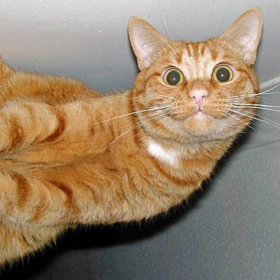 Кот интервью