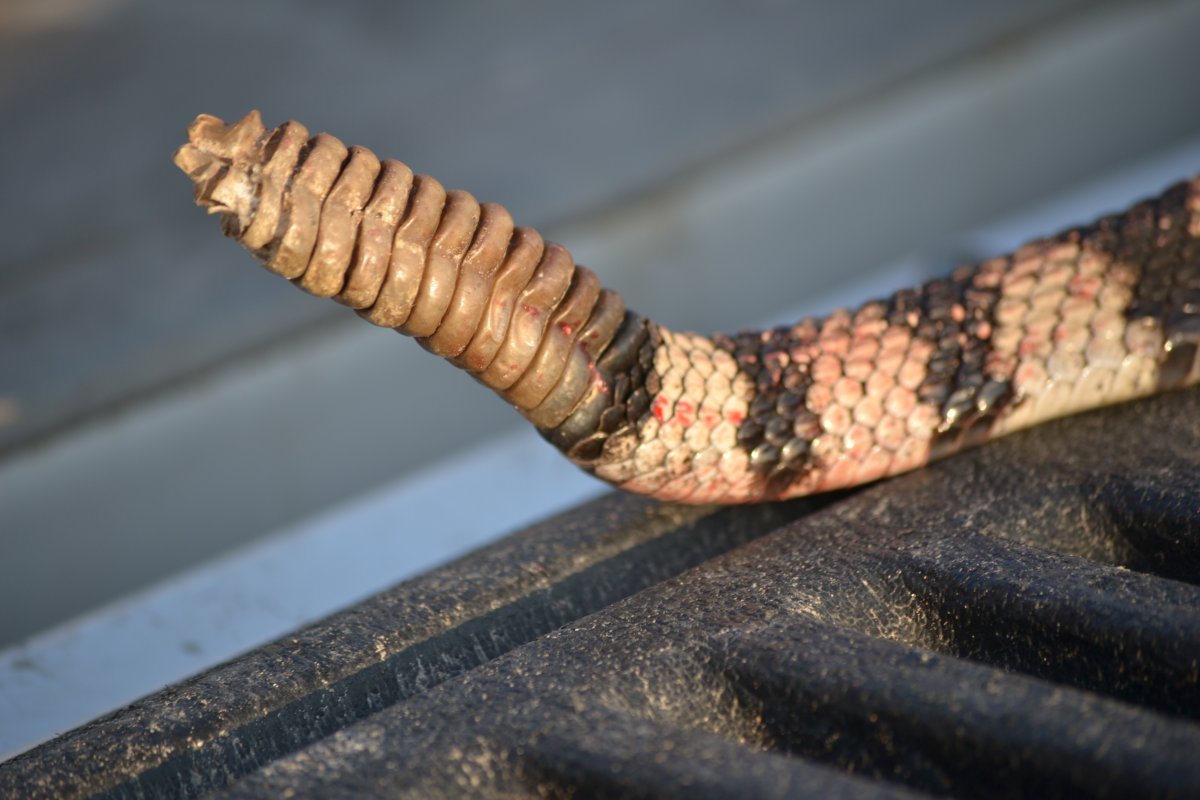 Выползок гремучей змеи