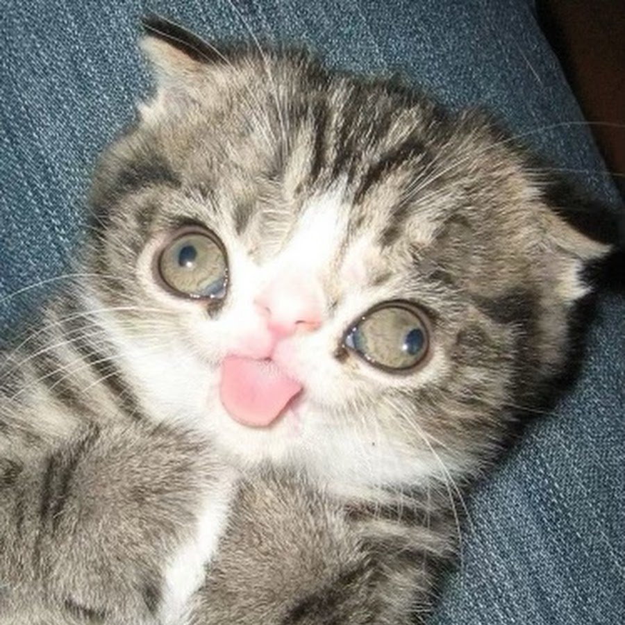 Милая пикча