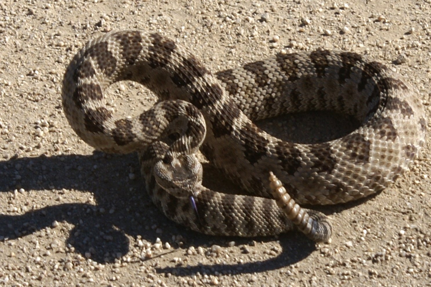 Гремучая змея относится к отряду. Техасский гремучник змея. Гремучник Мохаве. Техасский гремучник враги. Гремучая гадюка.