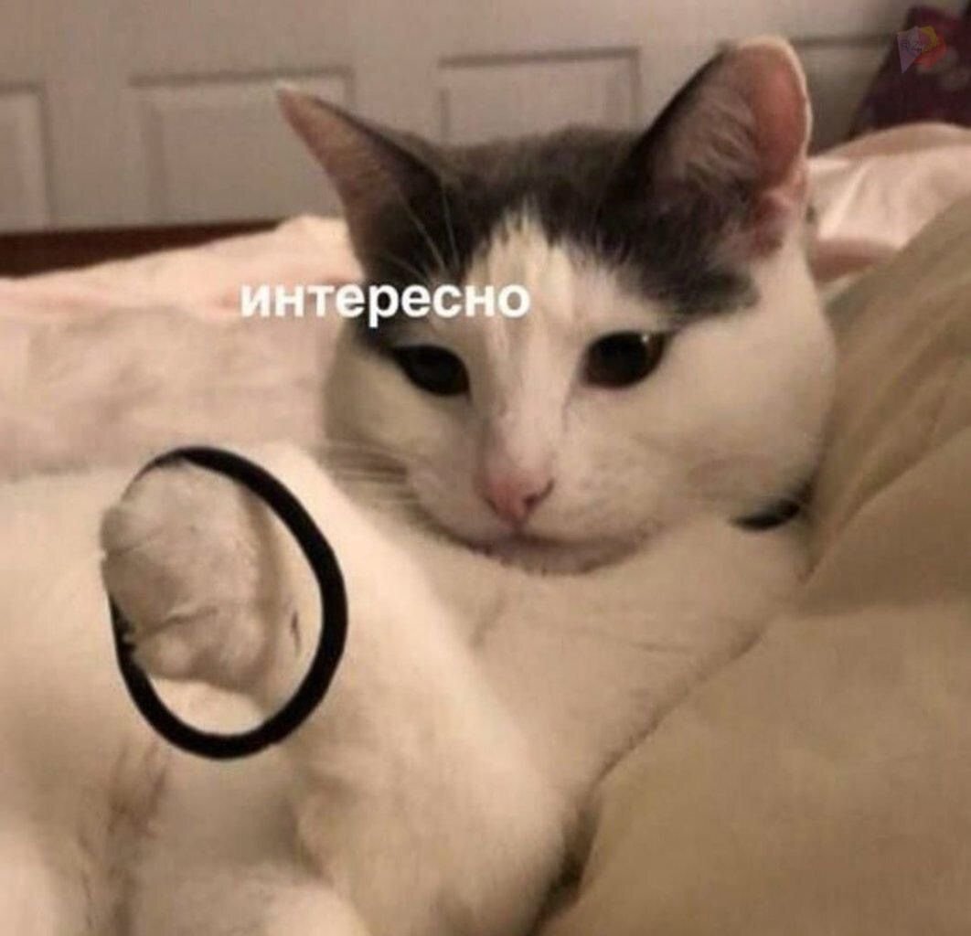 Котик с трусами на голове