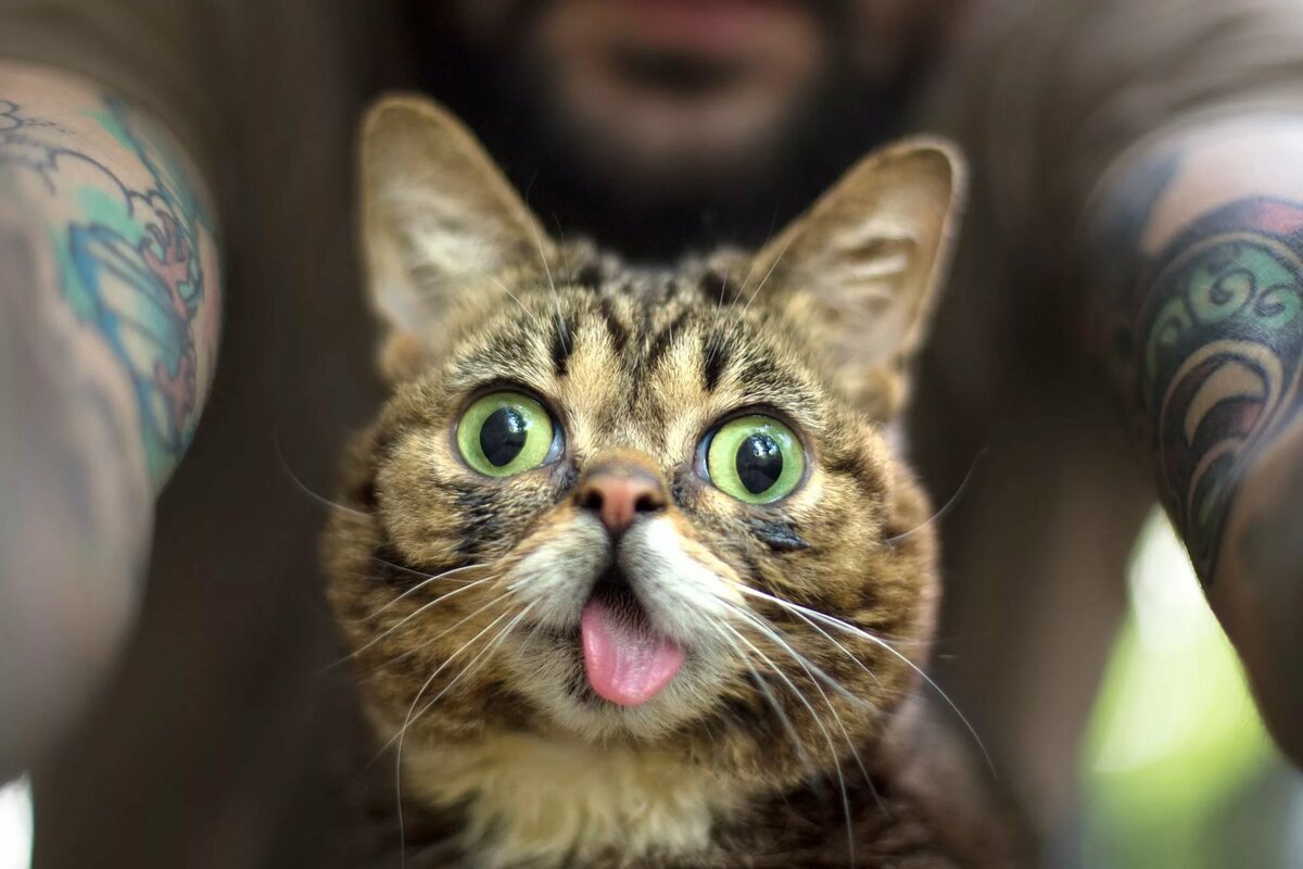 Прикольный кот