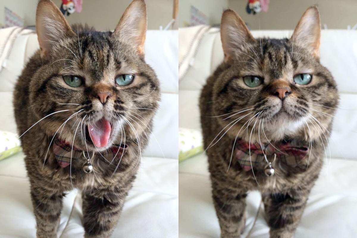 Котики смешные