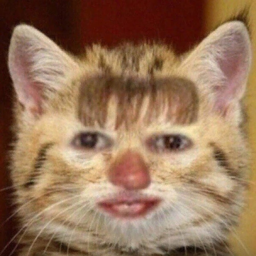 Умственно отсталые котики