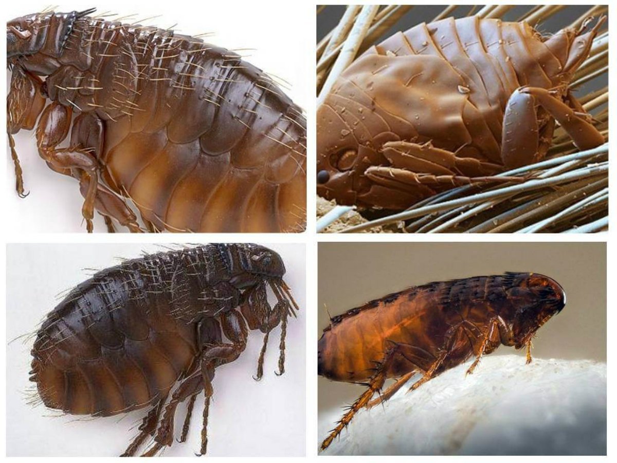 Постельный клоп Cimex lectularius (личинки, нимфы)