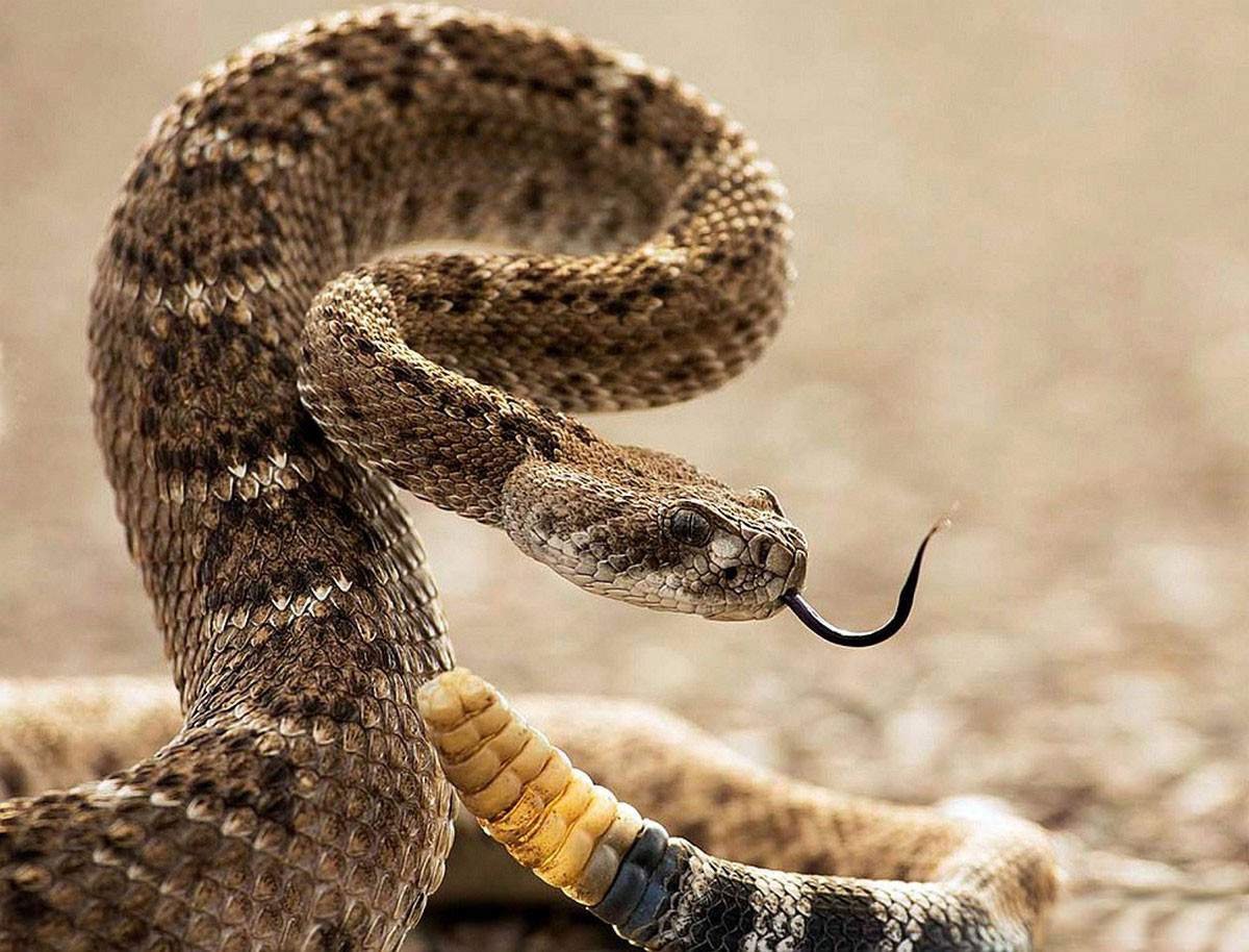 Техасский гремучник змея