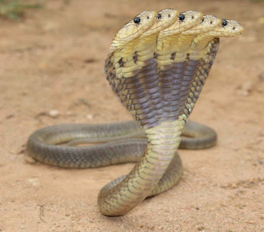 Королевская Кобра двухголовая