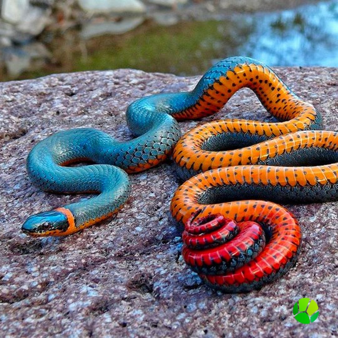 Красноголовый Крайт