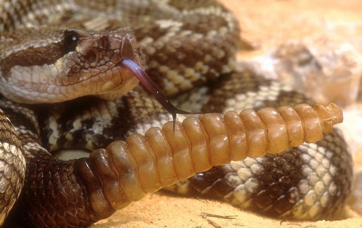 Тигровый гремучник