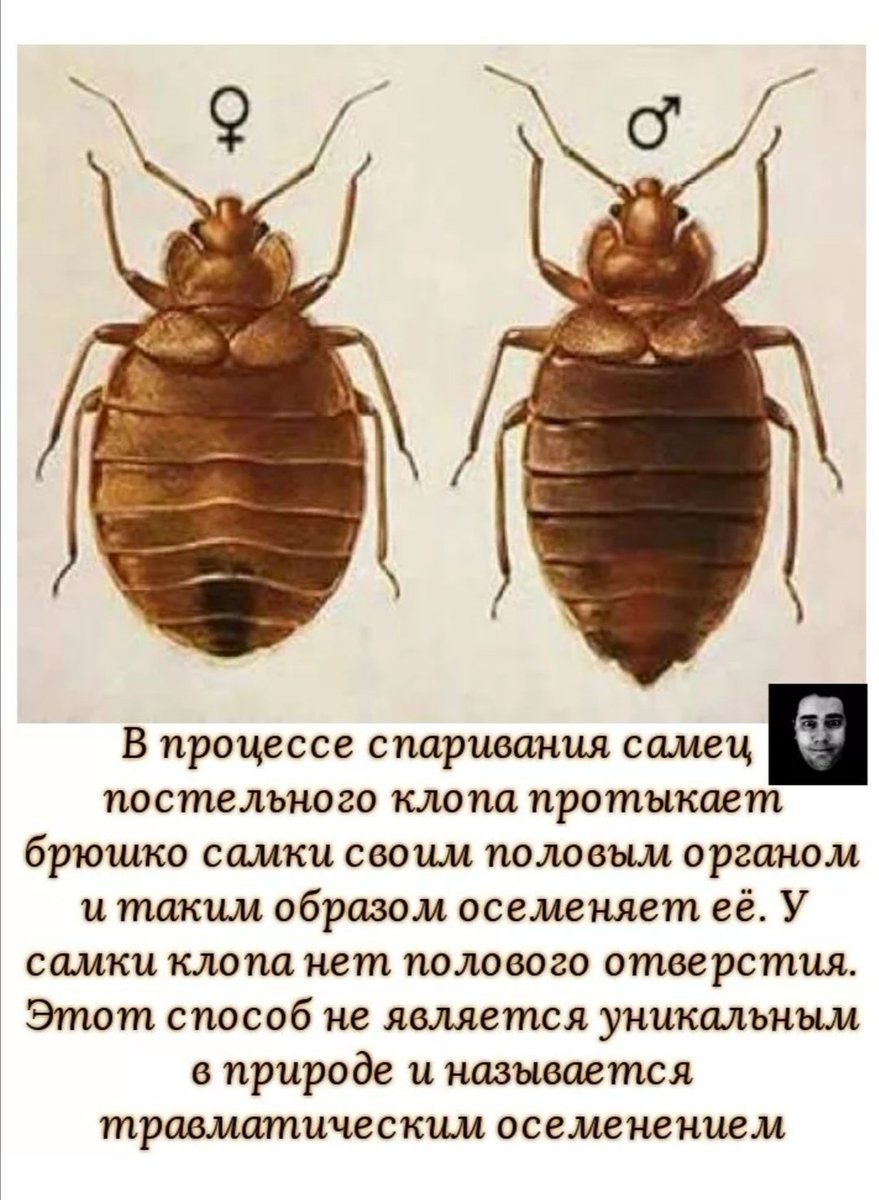 Самка постельного клопа