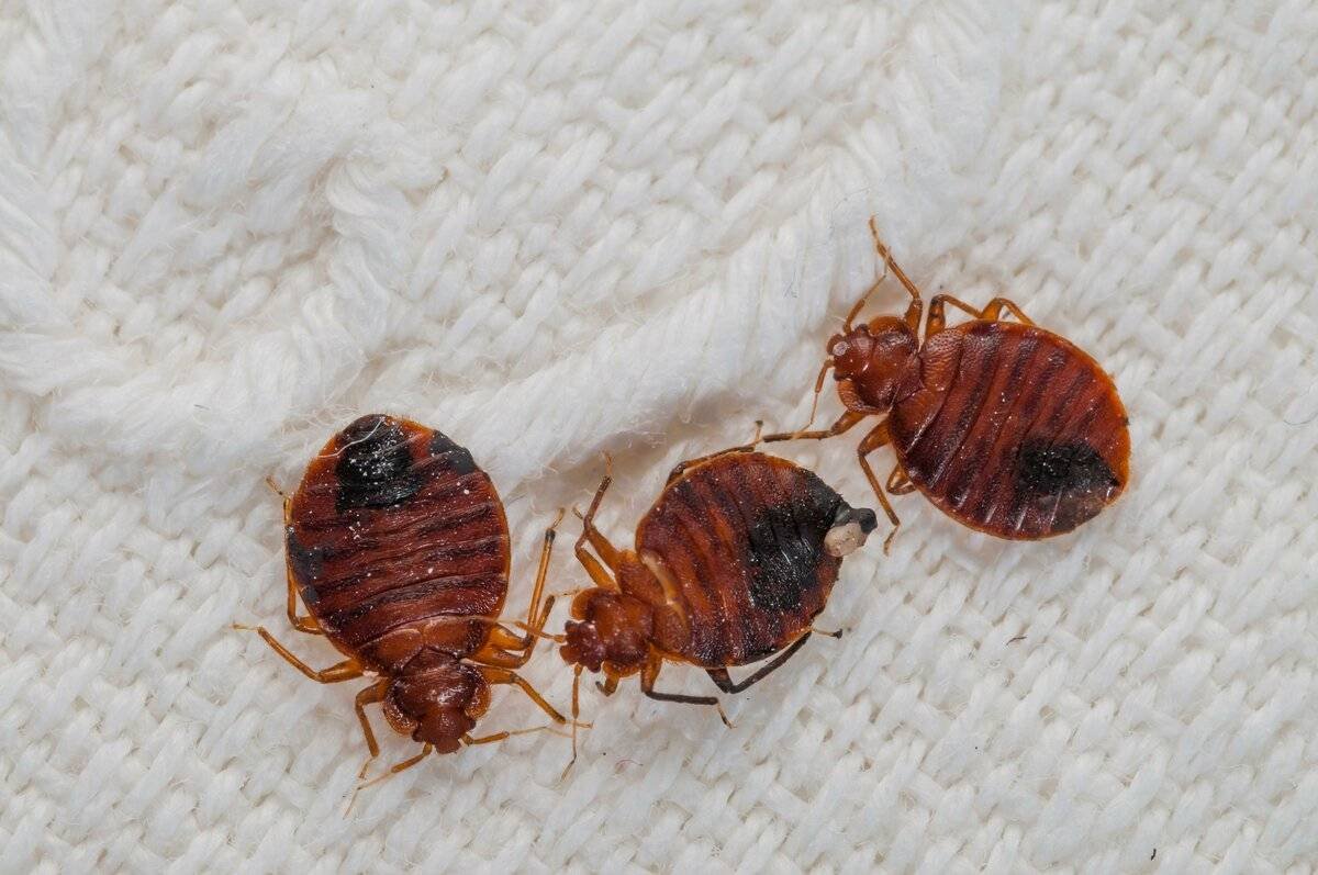 Постельный клоп Cimex lectularius (личинки, нимфы)