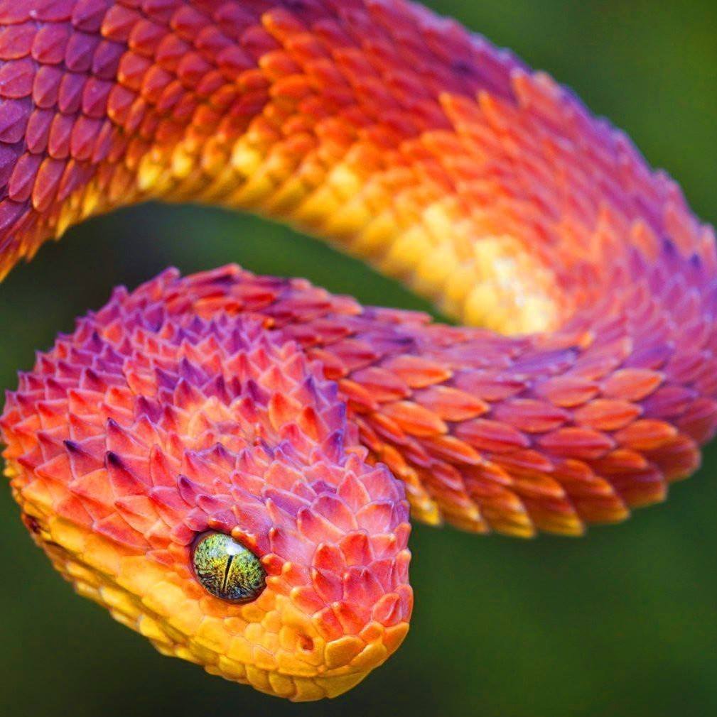 Колючая кустарниковая гадюка