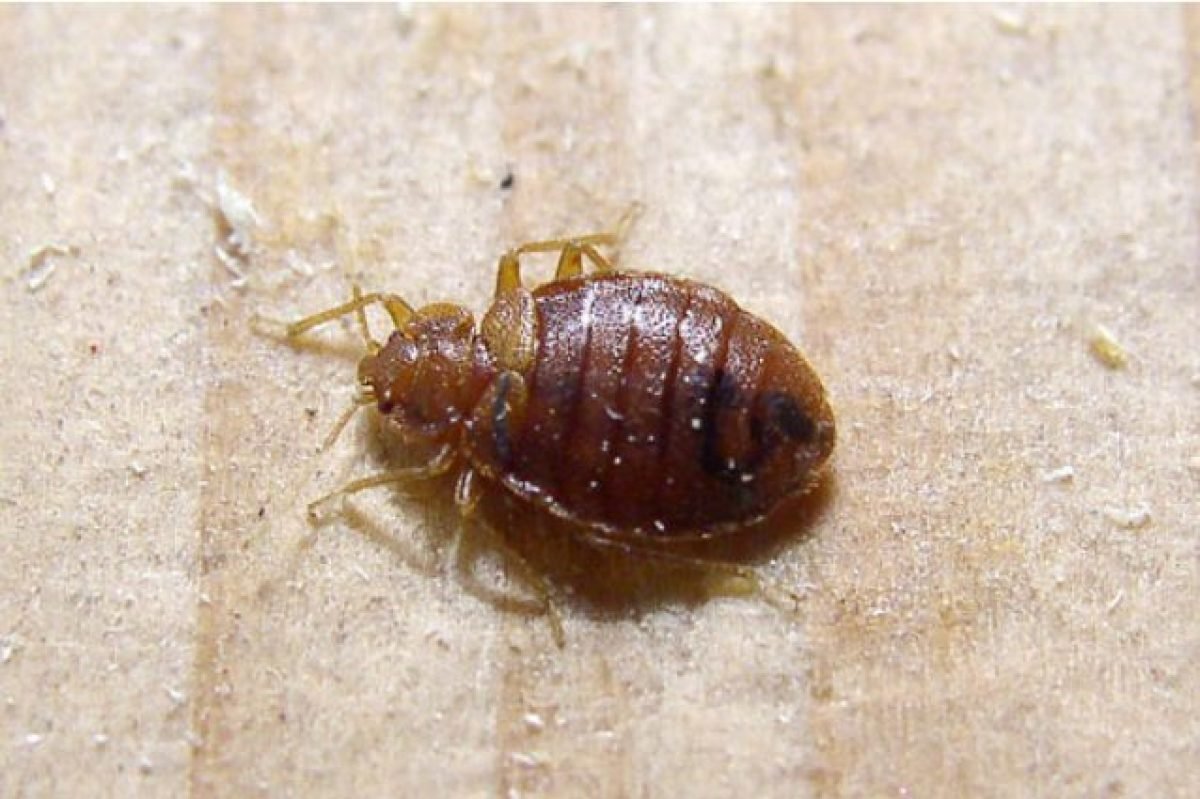 Постельный клоп (Cimex lectularius)