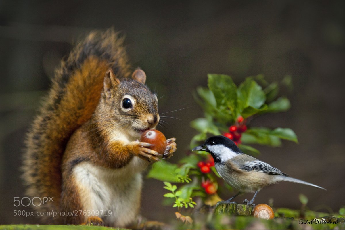 Бурундук и белка вместе