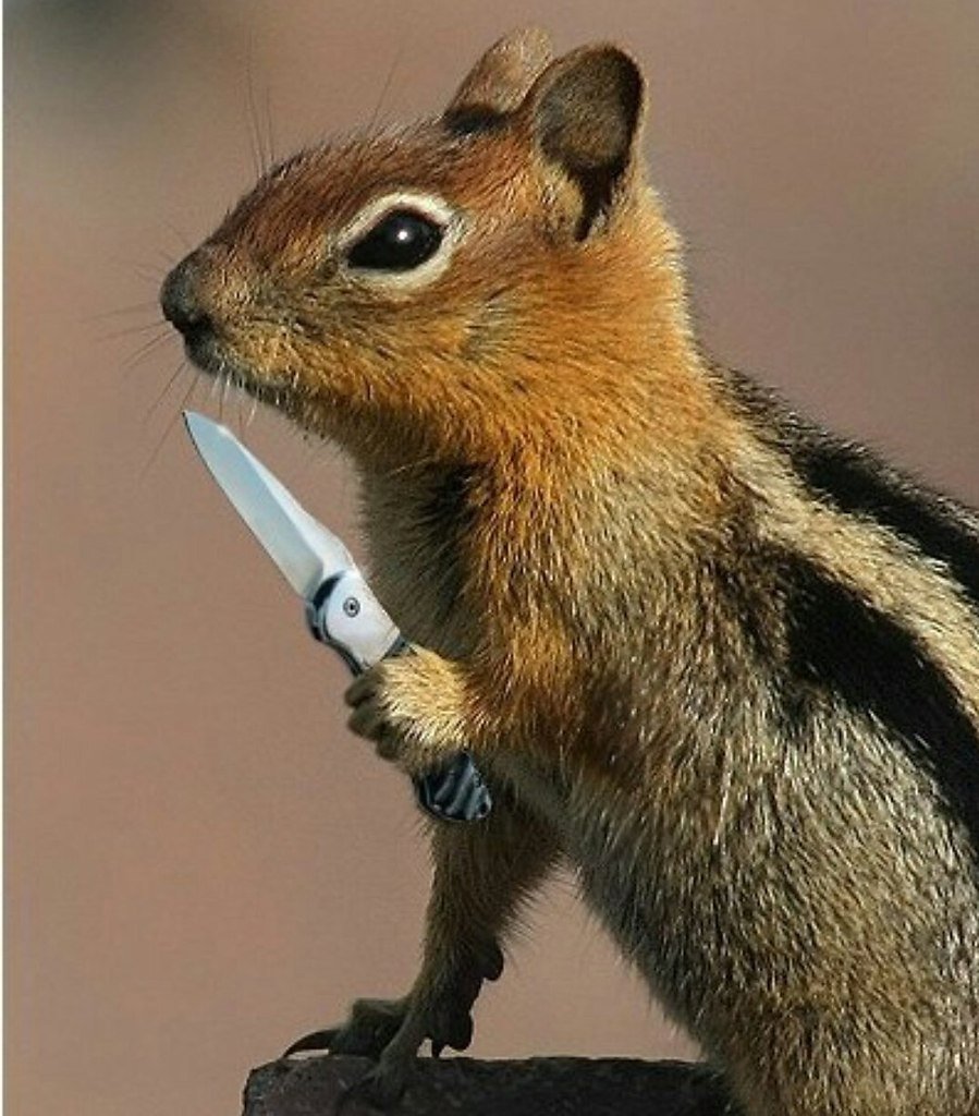 Белка с желудем