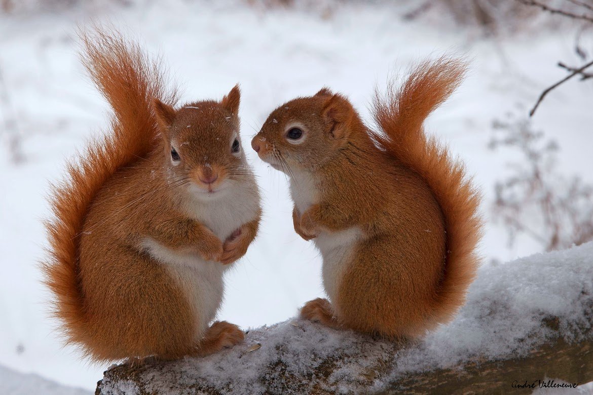 Белка обиделась