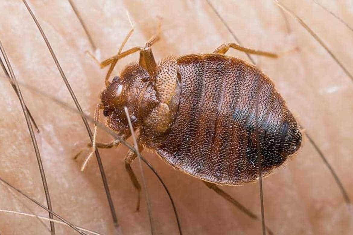 Клопы Cimex lectularius