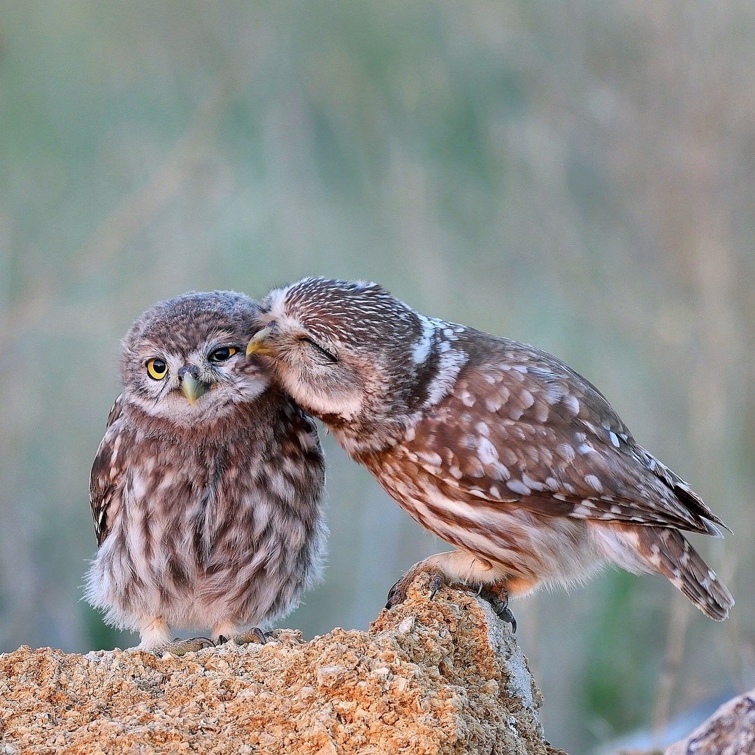 Домовый Сыч птенец