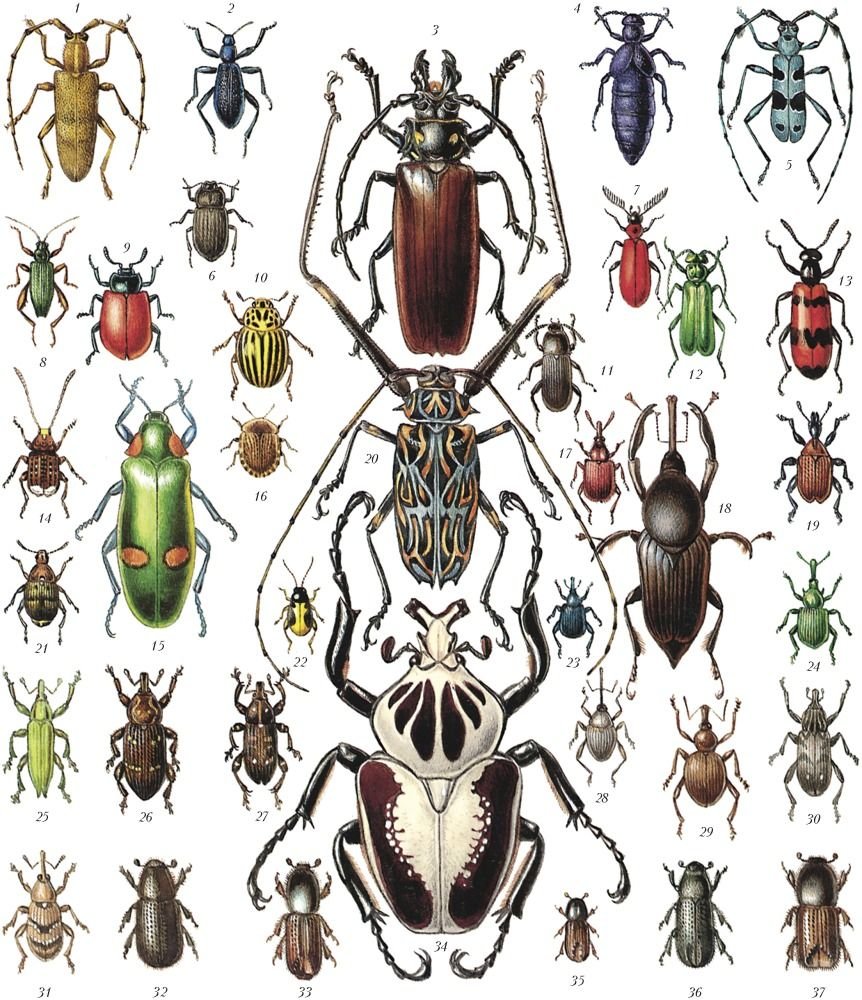 Постельный клоп (Cimex lectularius)