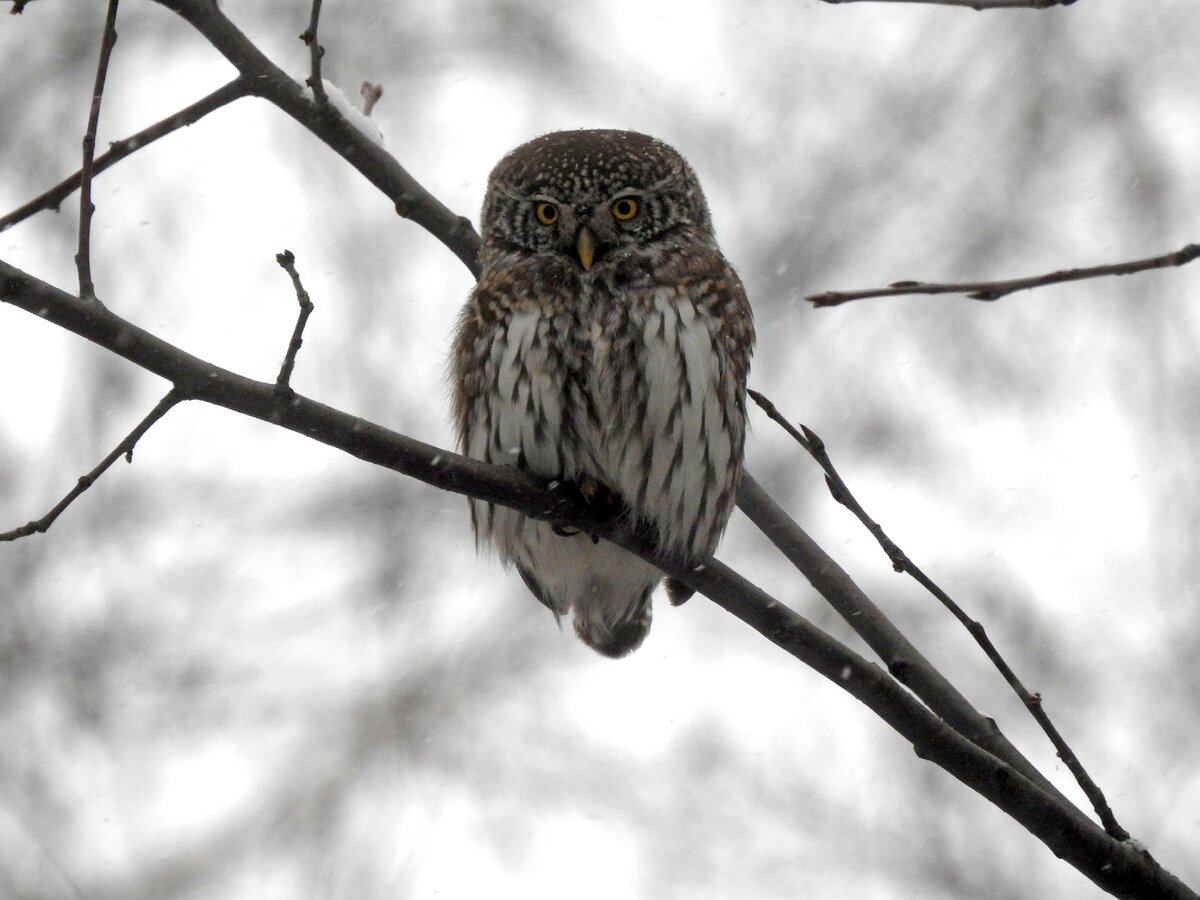 Содержание воробьиного сыча в домашних условиях