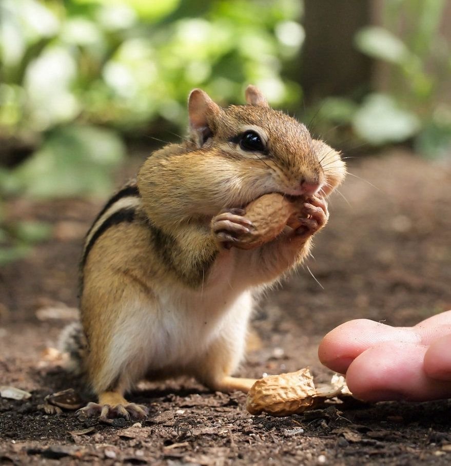 Бурундук с орехами во рту