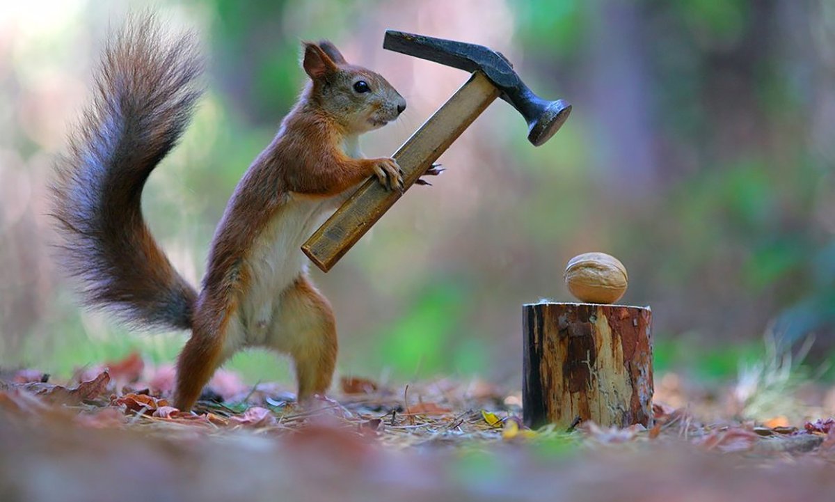 Джунгарский бурундучок