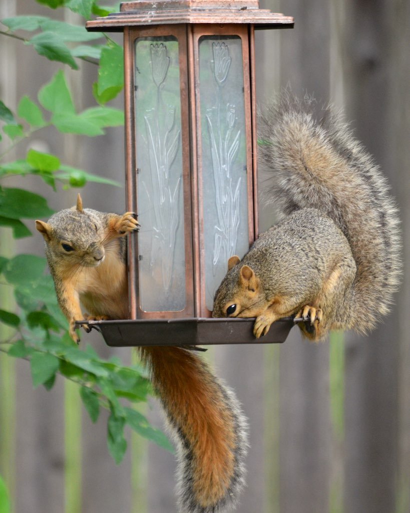 Кормушка для бурундука